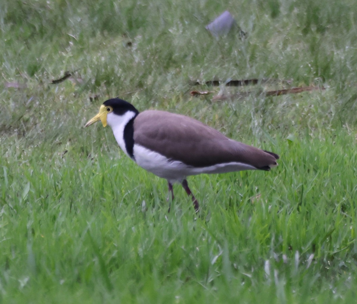 Солдатский чибис - ML646818180