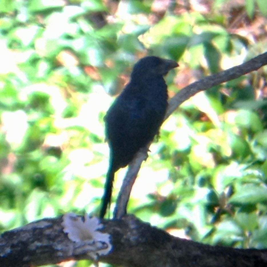 Oluk Gagalı Ani - ML646818181