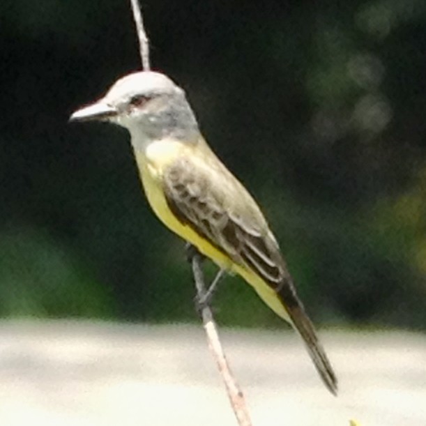 Tropikal Tiran - ML646818185