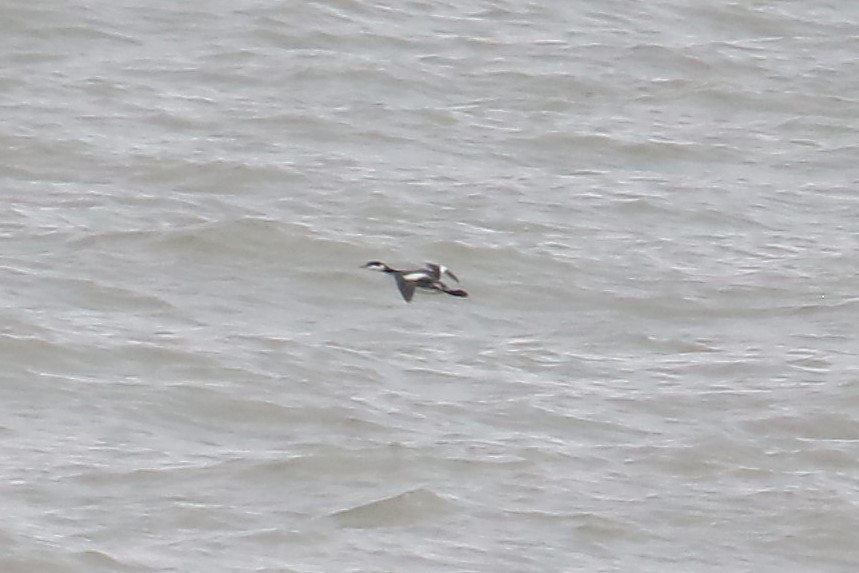 טבלן לבן-לחיים - ML646818188