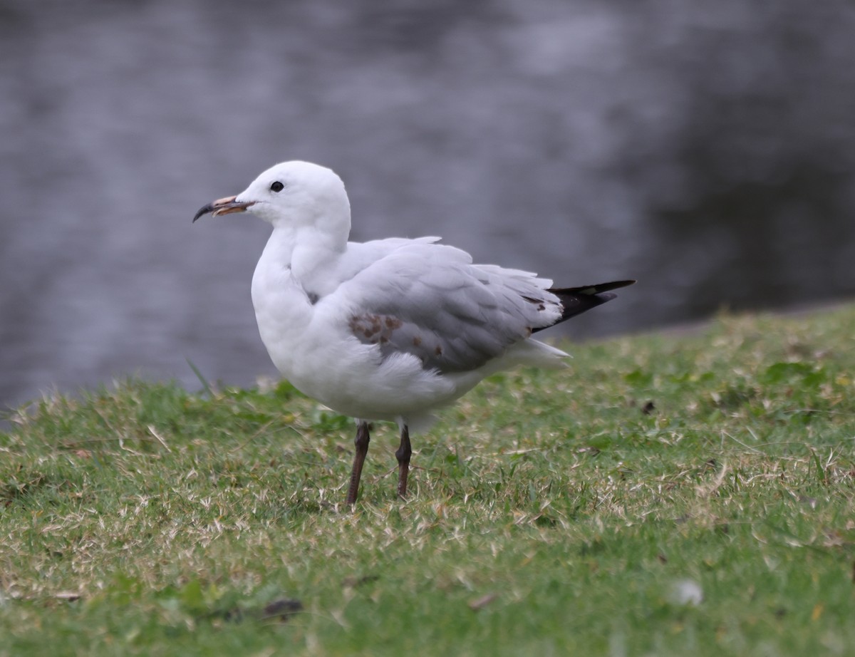 Австралийская чайка - ML646818189