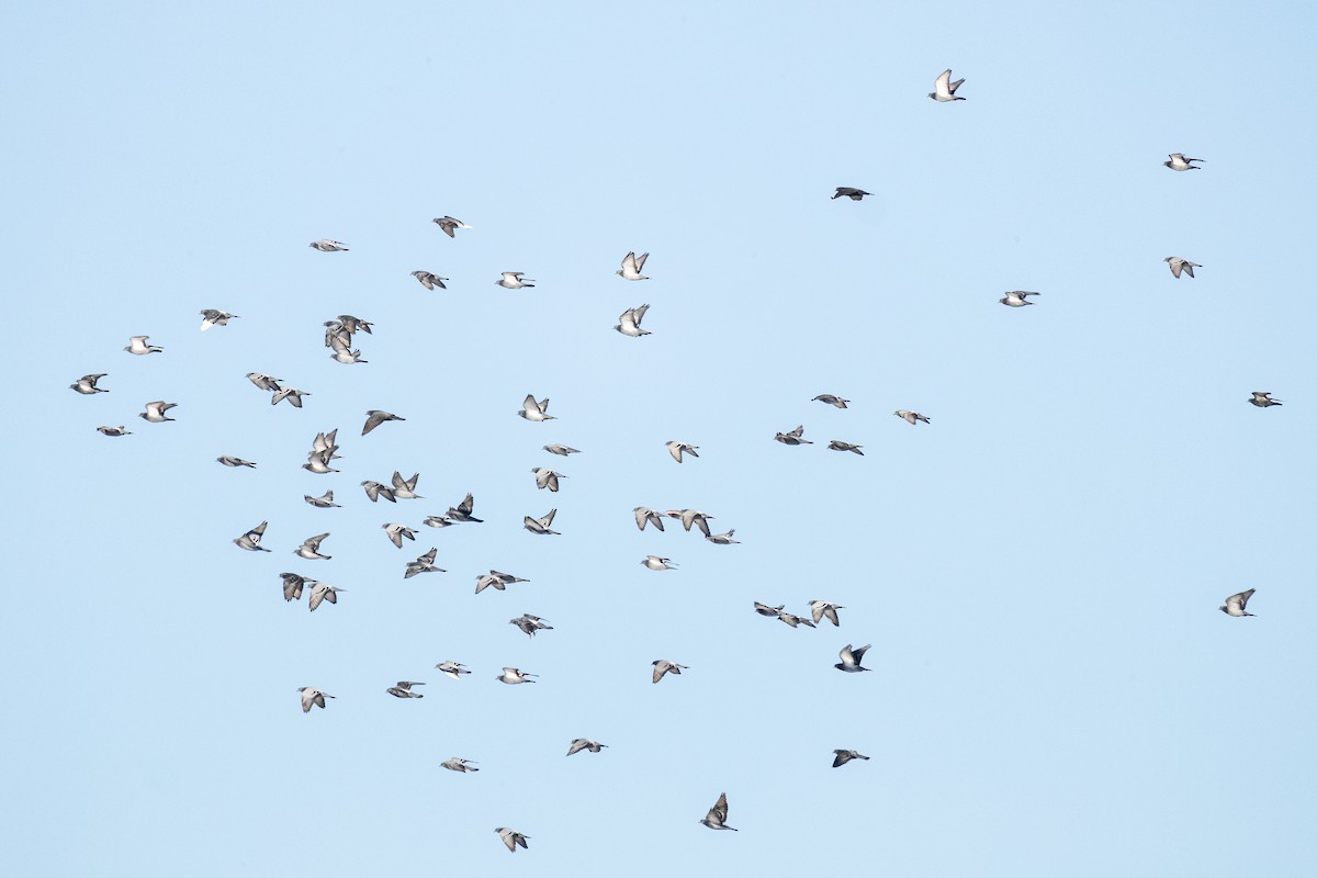 野鴿(野化) - ML646818195