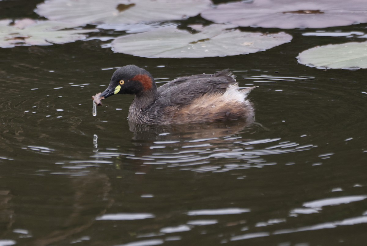 Австралийская поганка - ML646818198