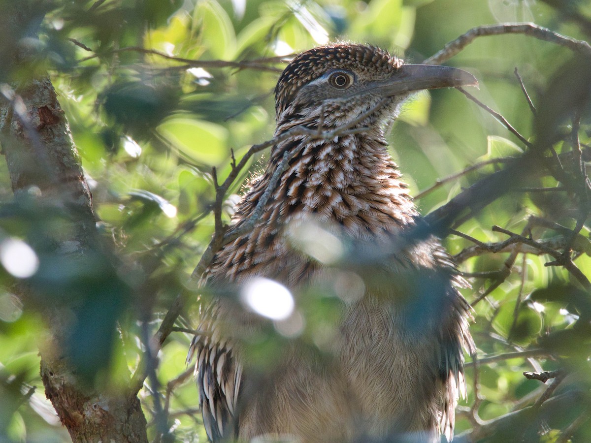 storløpegjøk - ML646818203