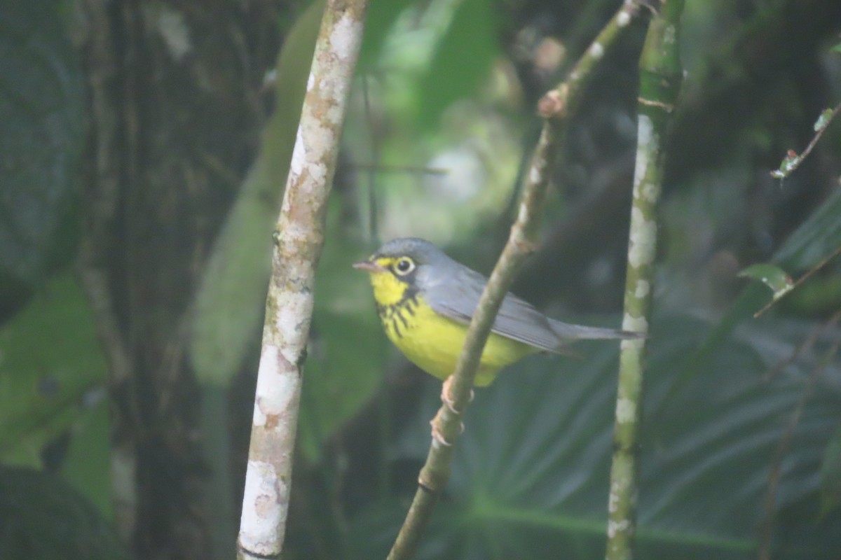 Reinita Canadiense - ML646818204