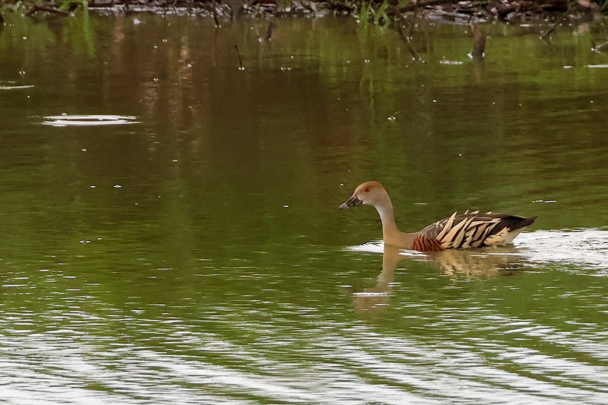 prydplystreand - ML646818205