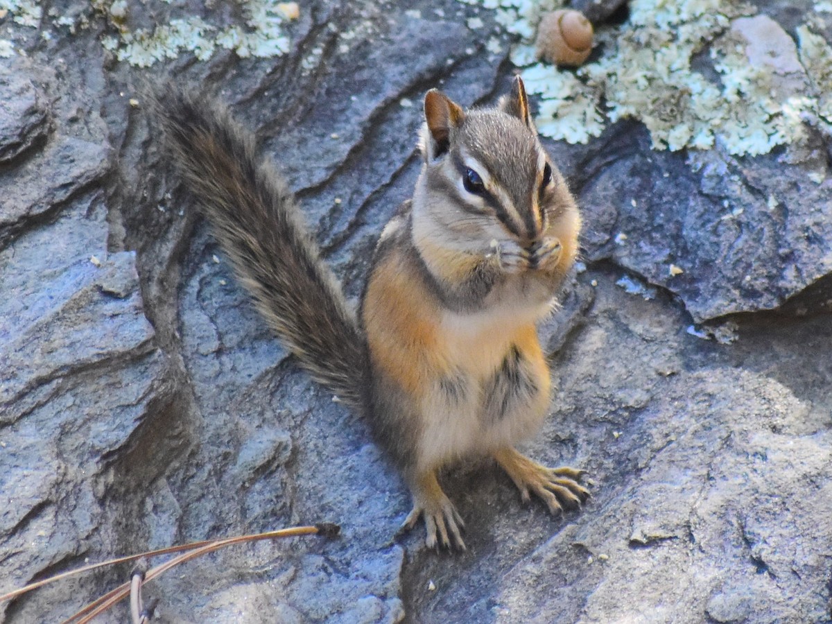 Tamia minore - ML646818206