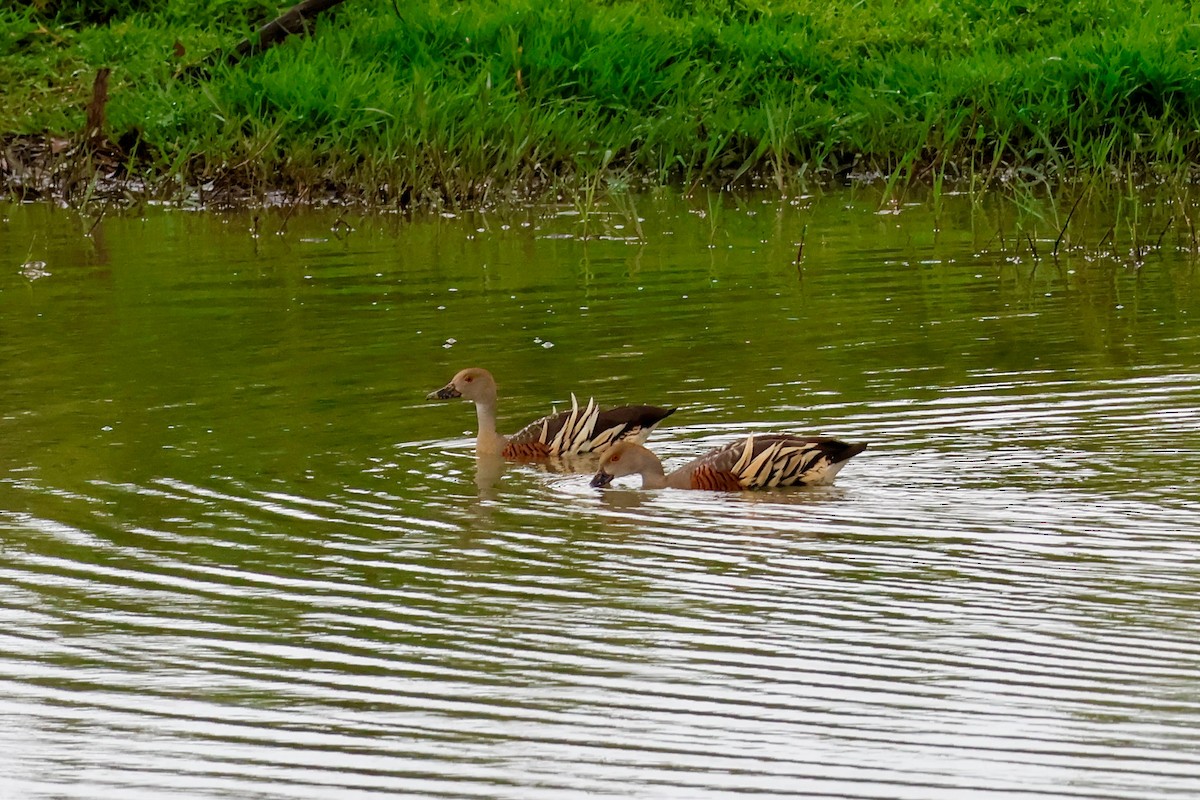 prydplystreand - ML646818207