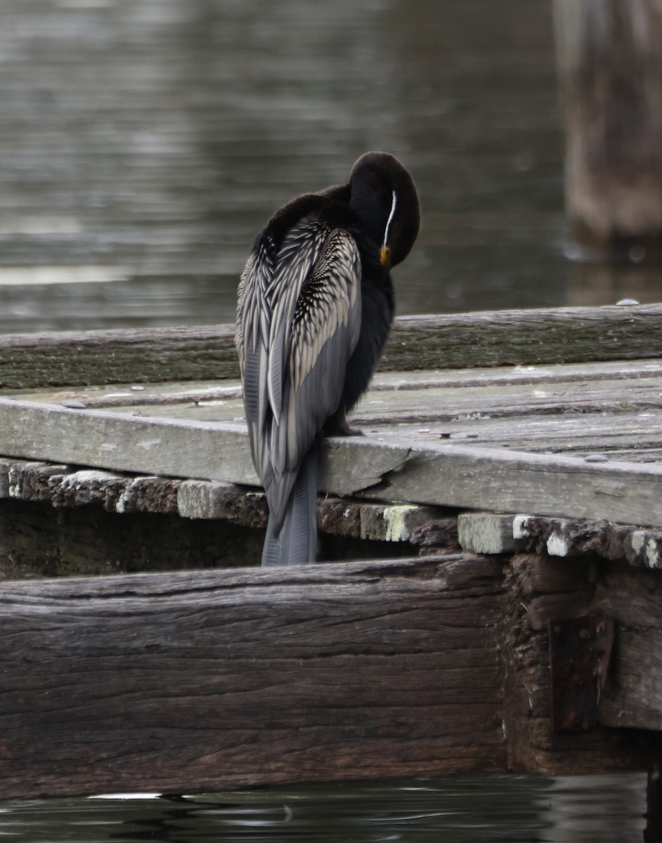 Австралийская змеешейка - ML646818210