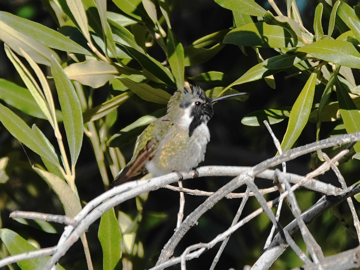 Costa's Hummingbird - ML646818217