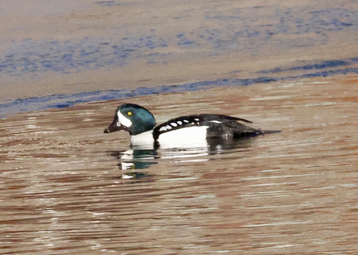 Barrow's Goldeneye - ML646818221