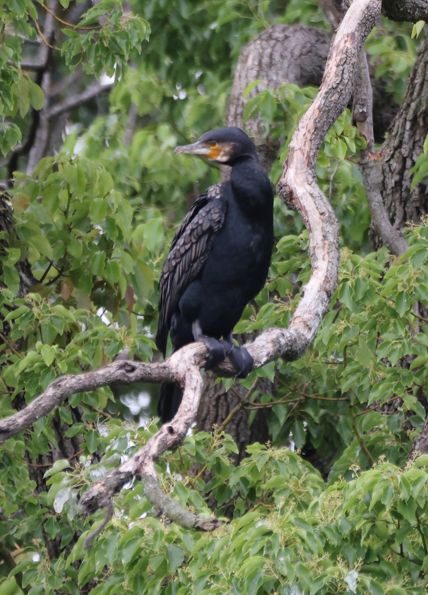 Большой баклан - ML646818225