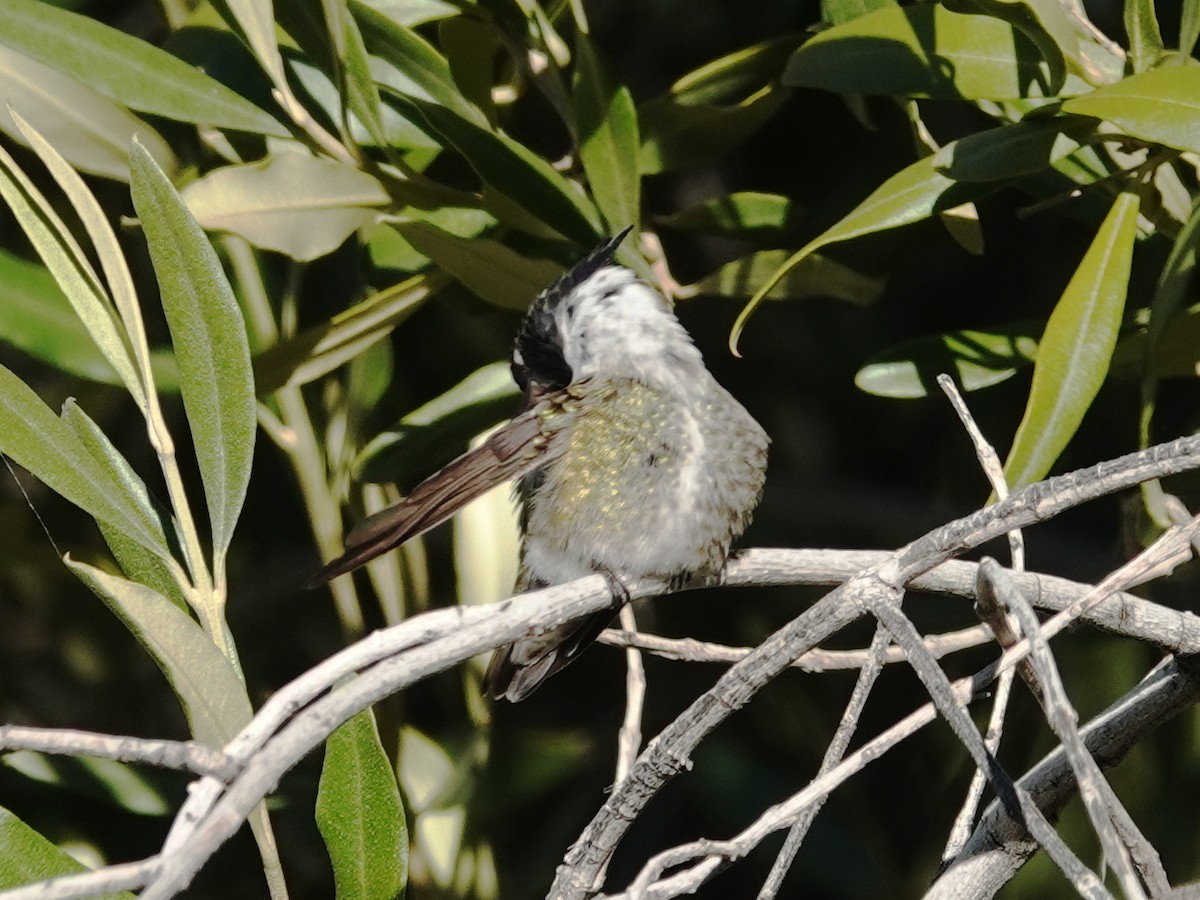 Costa's Hummingbird - ML646818226