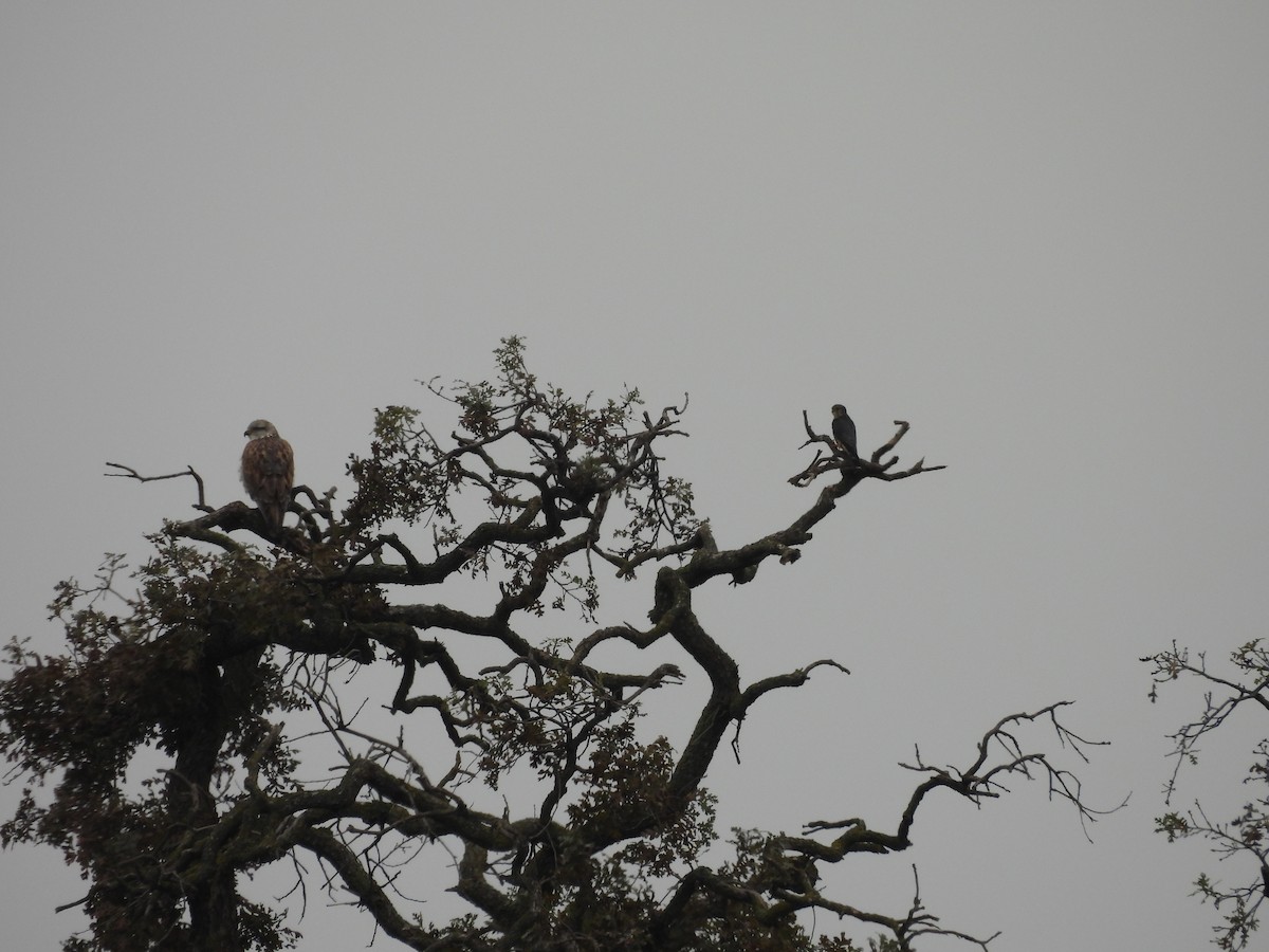 Ferruginous Hawk - ML646818227