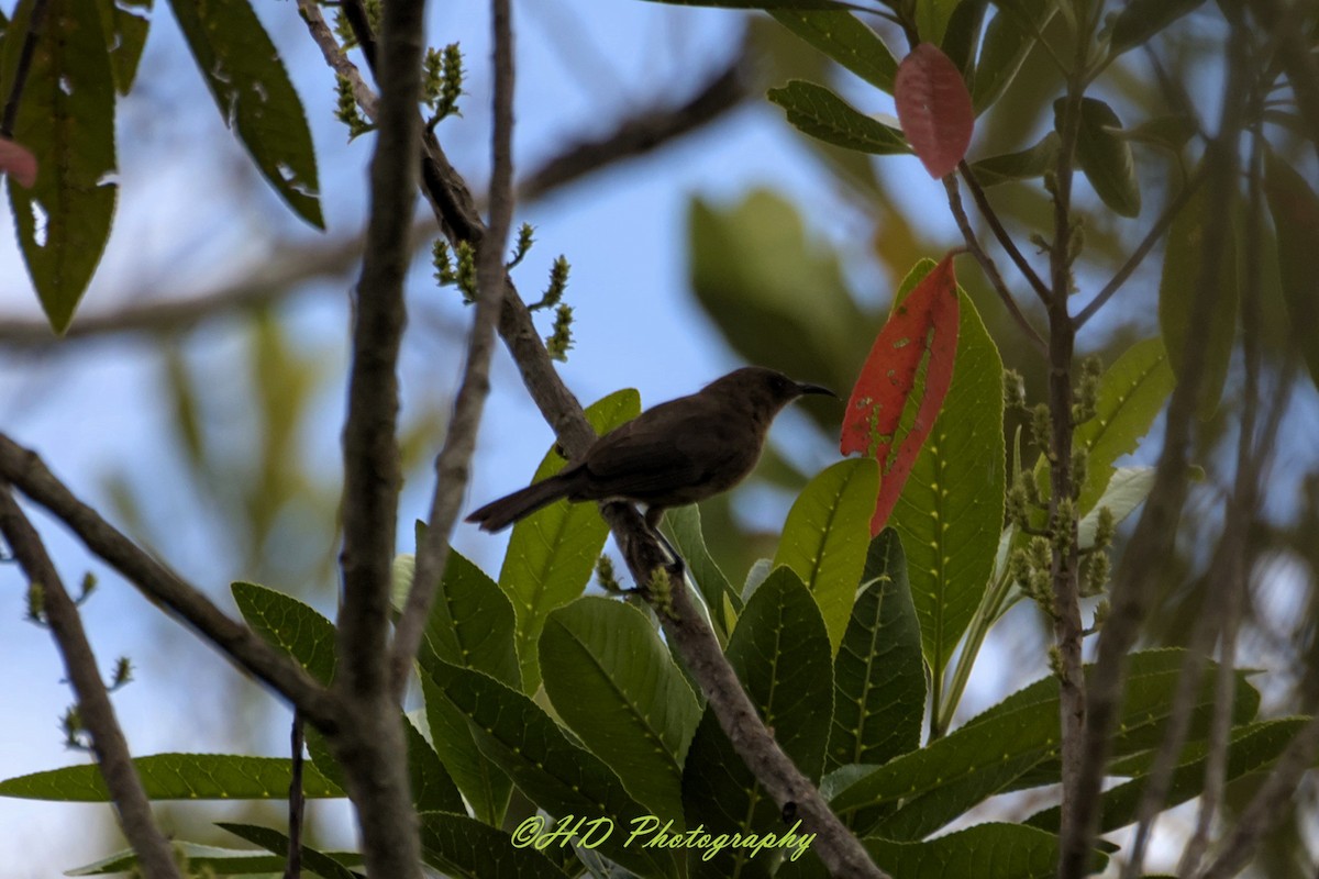 Dusky Myzomela - ML646818228