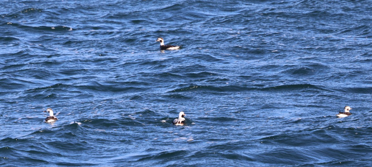 Морянка - ML646818229