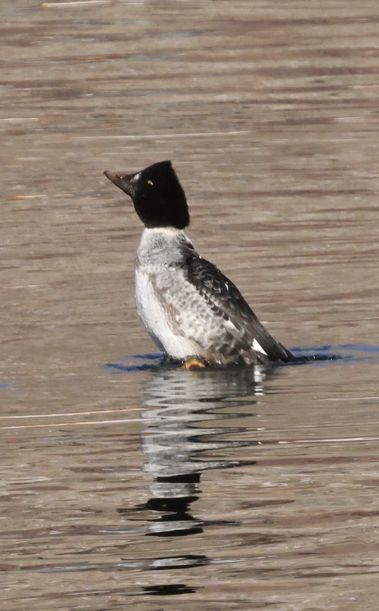 Quattrocchi - ML646818230