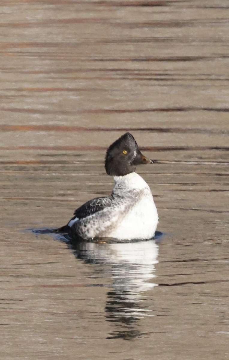 Quattrocchi - ML646818231