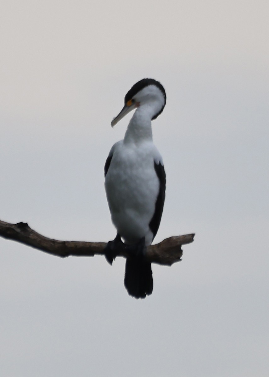 Пегий баклан - ML646818235