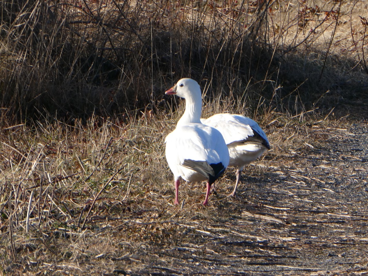 Ross's Goose - ML646818238