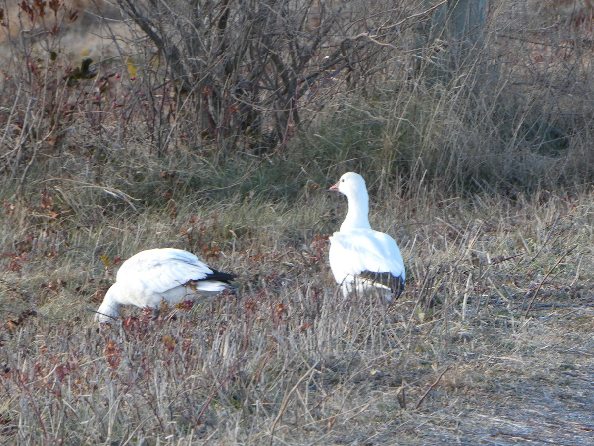 Ross's Goose - ML646818239