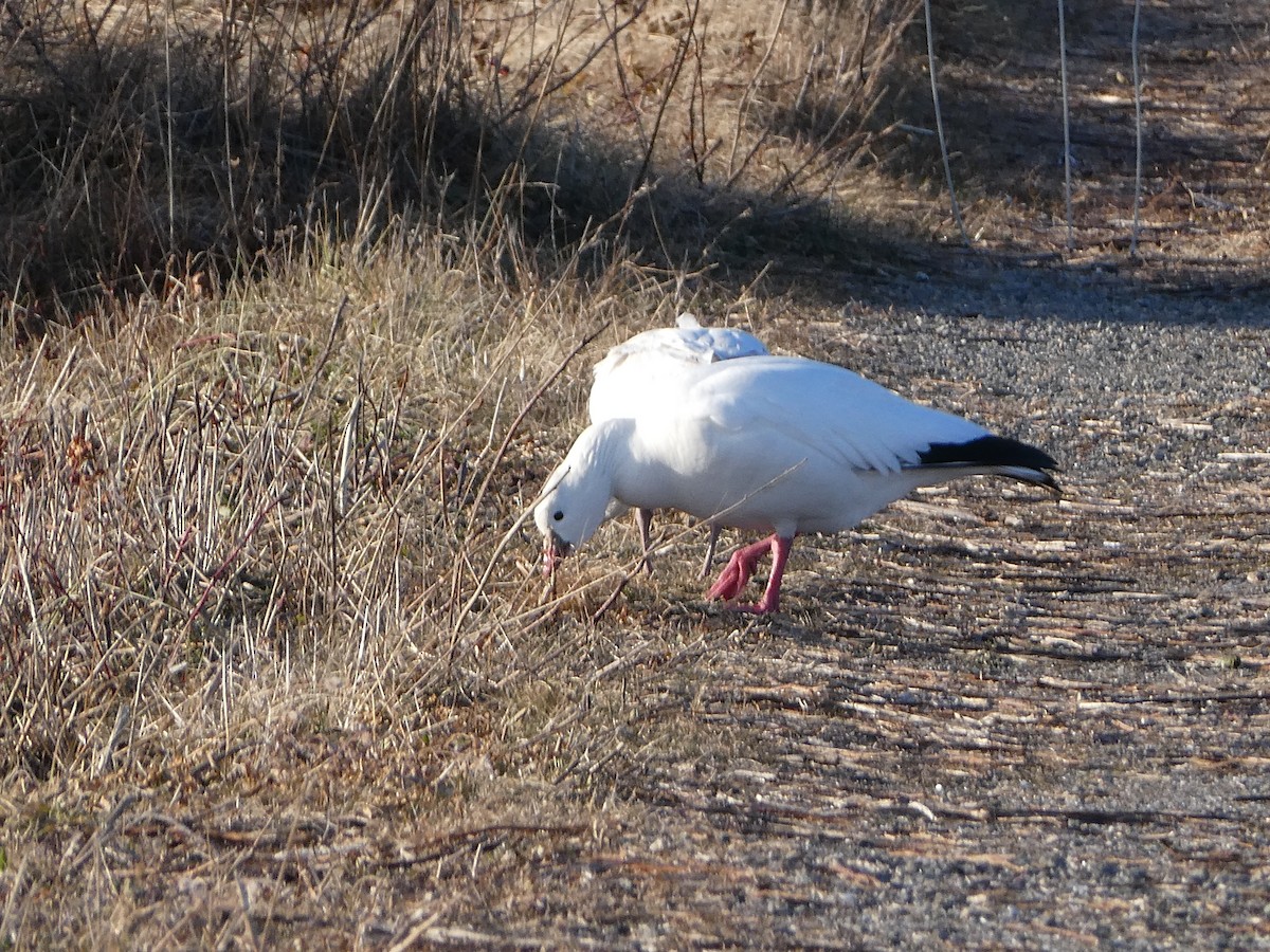 Ross's Goose - ML646818240