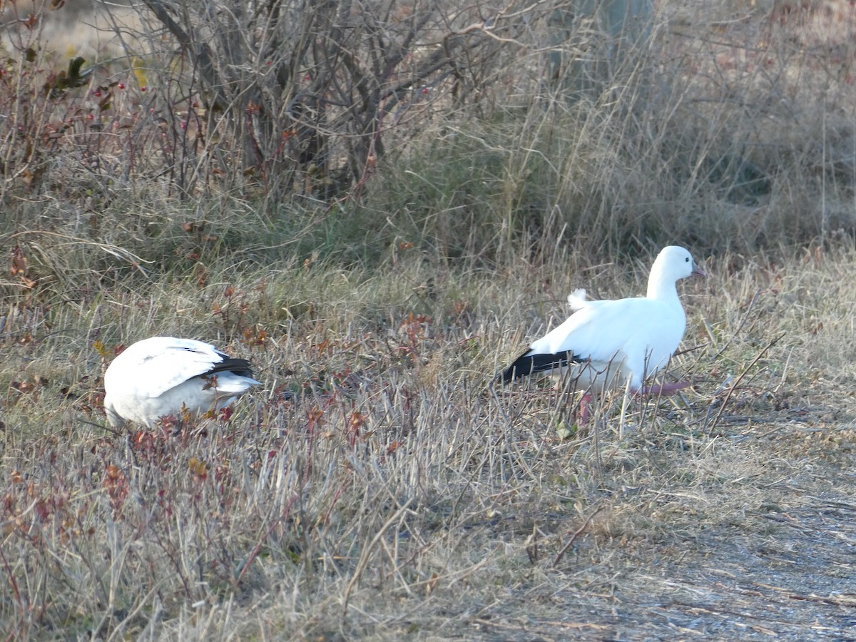 Ross's Goose - ML646818241