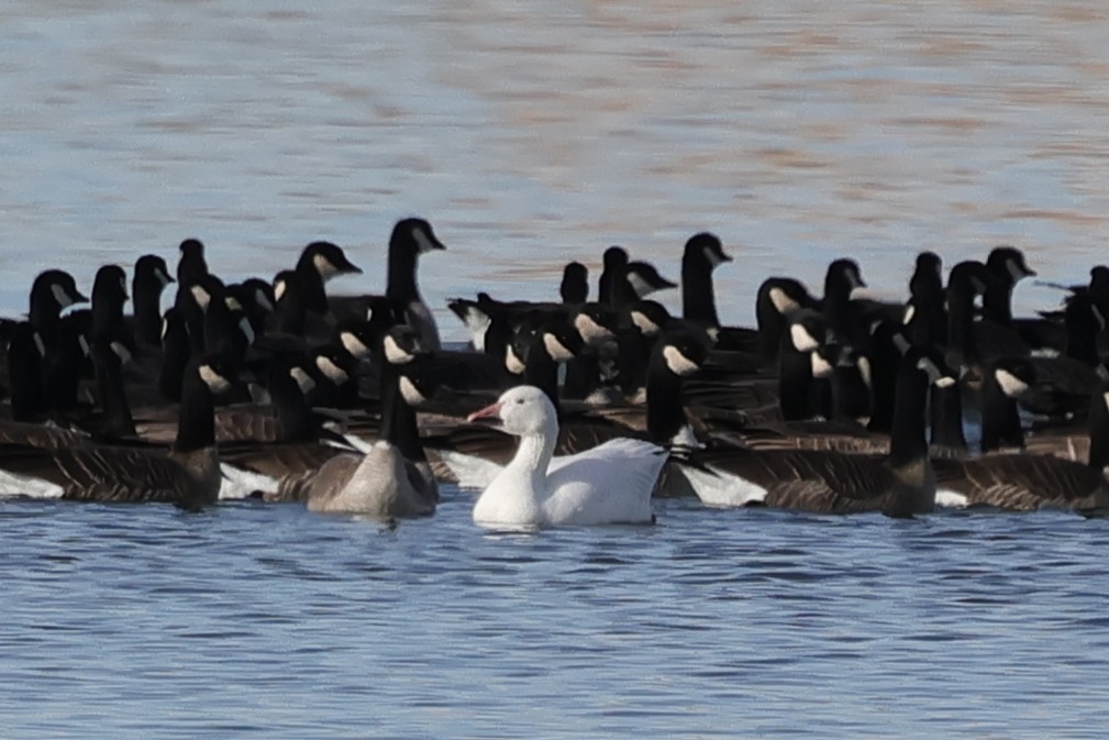 Snow Goose - ML646818243
