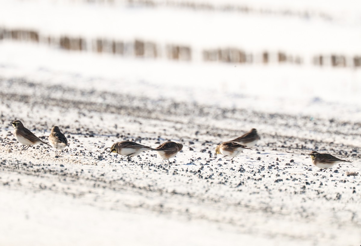 Horned Lark - ML646818245