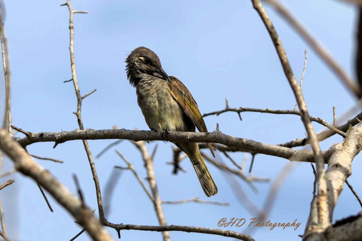 Медовець бурий - ML646818246