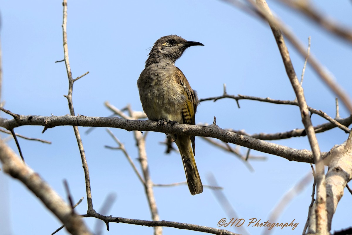 Медовець бурий - ML646818247