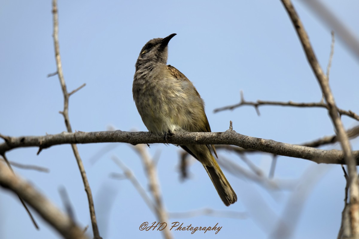 Медовець бурий - ML646818248