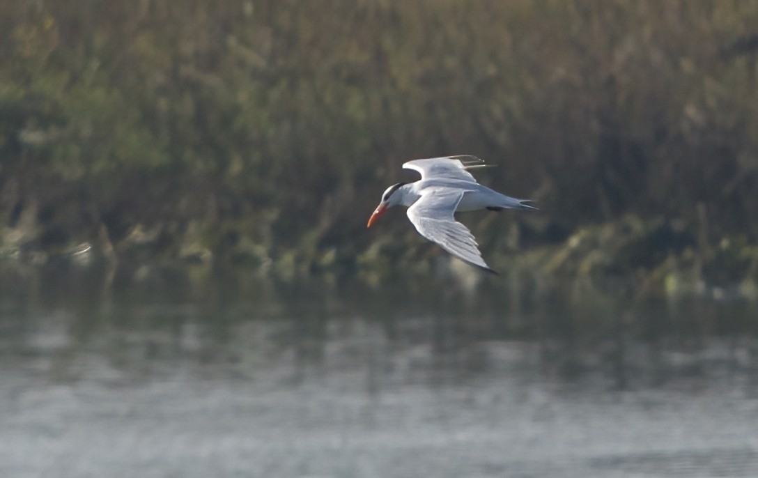 Sterne royale - ML646818251