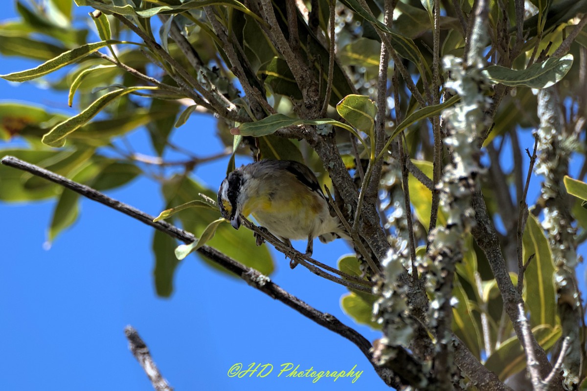 Діамантниця велика - ML646818262