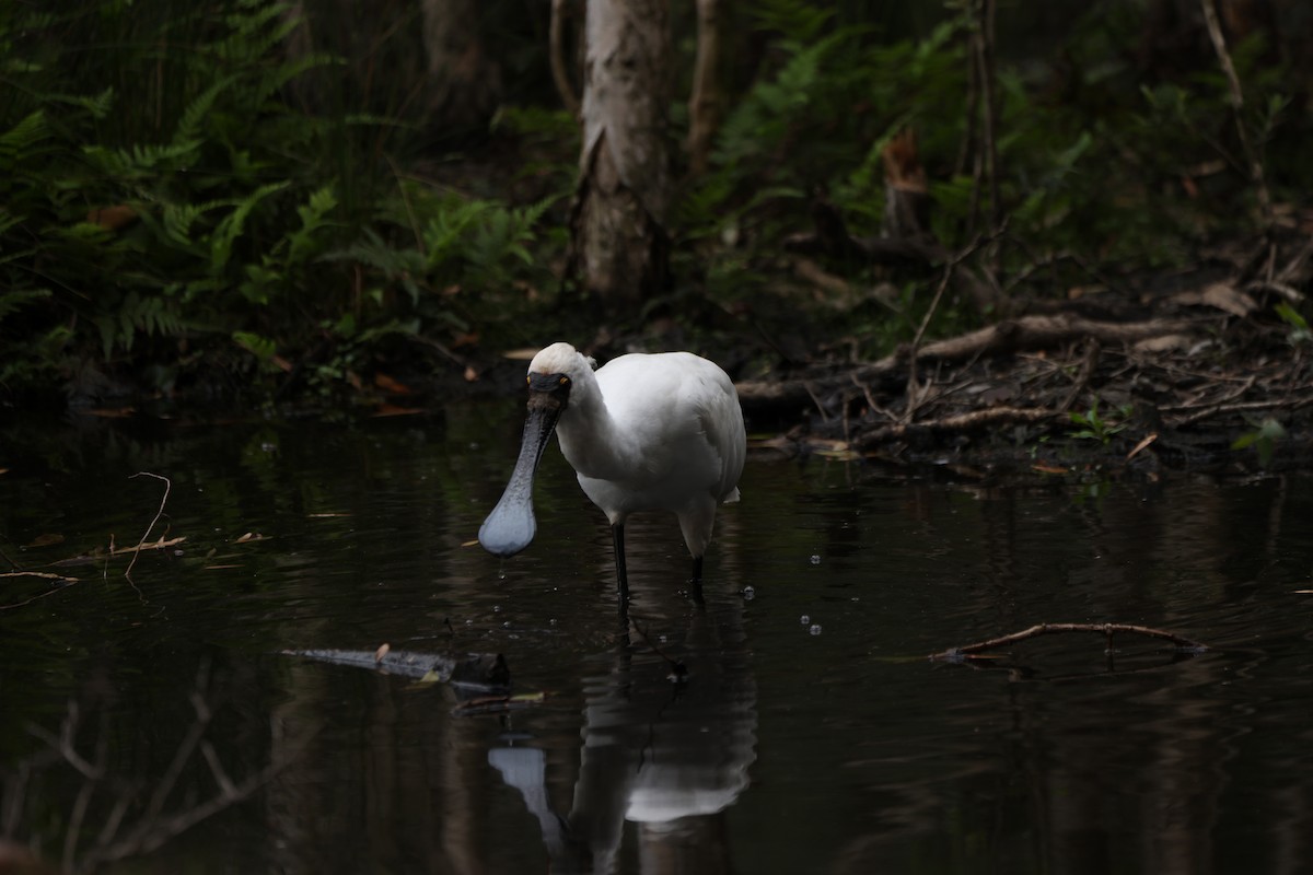 Королевская колпица - ML646818265