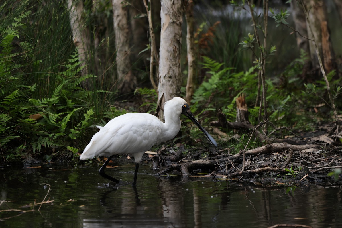Королевская колпица - ML646818266