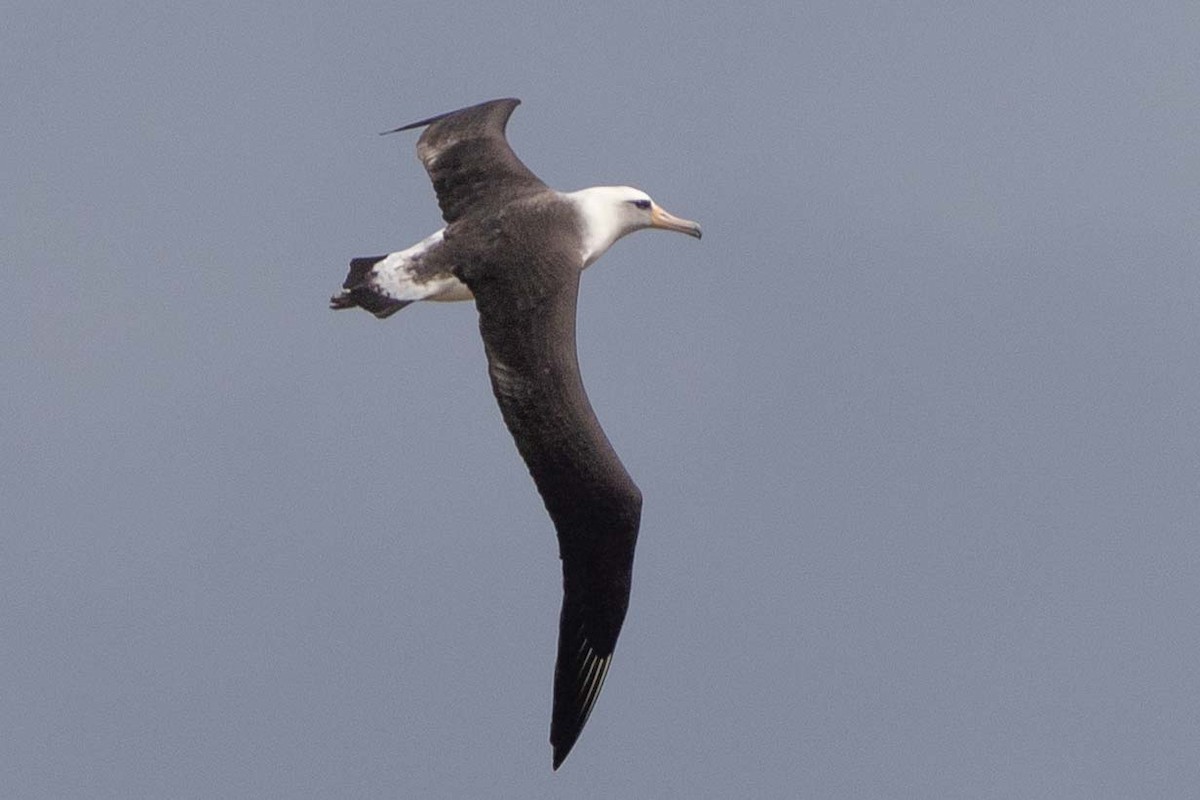 Laysan Albatross - ML646818267