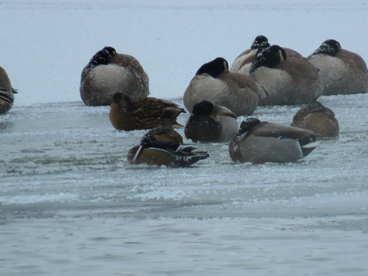 מנדרין אמריקני - ML646818269