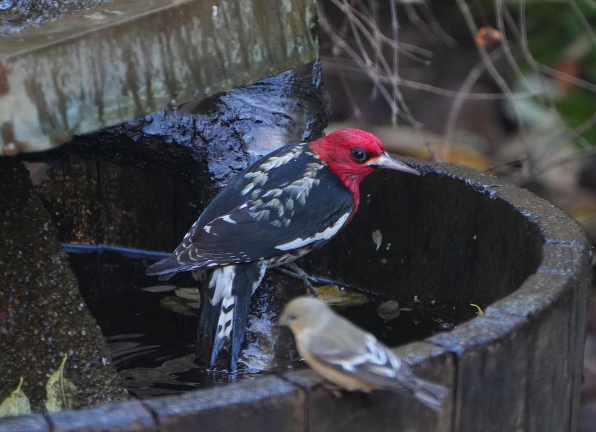 Red-breasted Sapsucker - ML646818276
