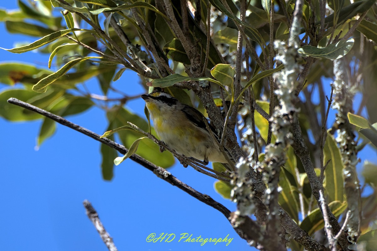 Діамантниця велика - ML646818277