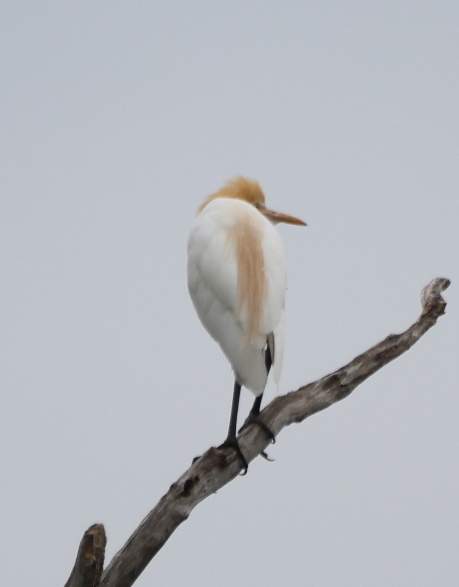 Восточная египетская цапля - ML646818278