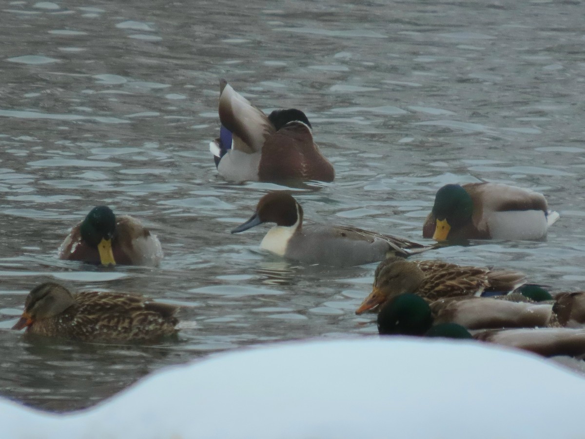 ברווז חד-זנב - ML646818280