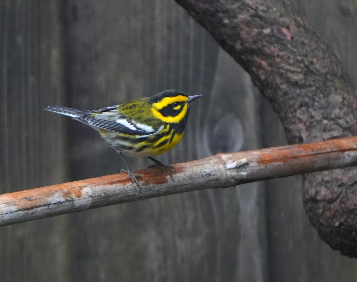 Townsend's Warbler - ML646818283