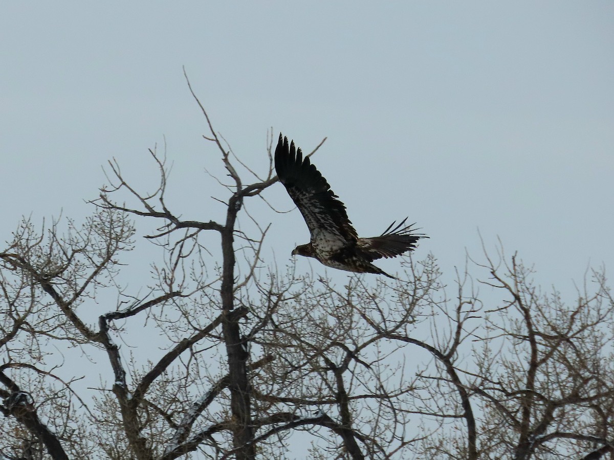 עיטם לבן-ראש - ML646818284