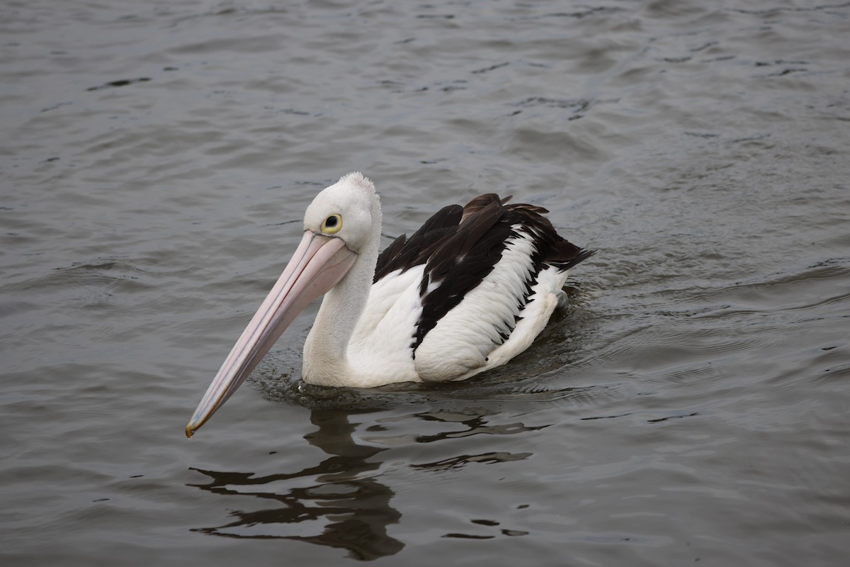 Австралийский пеликан - ML646818285