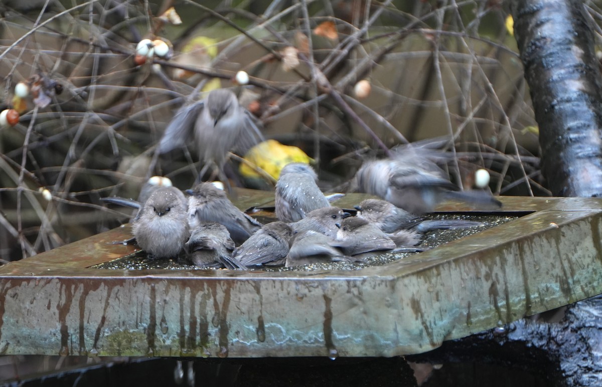 Mito Sastrecillo - ML646818290