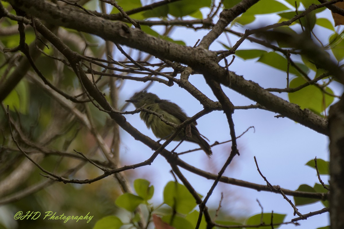 Ріроріро вусатий - ML646818291