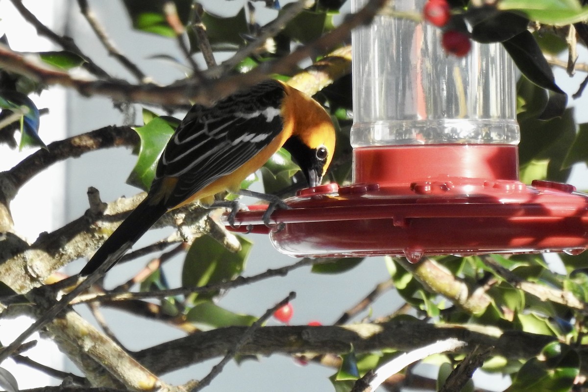 Maskeli Turpiyal - ML646818292