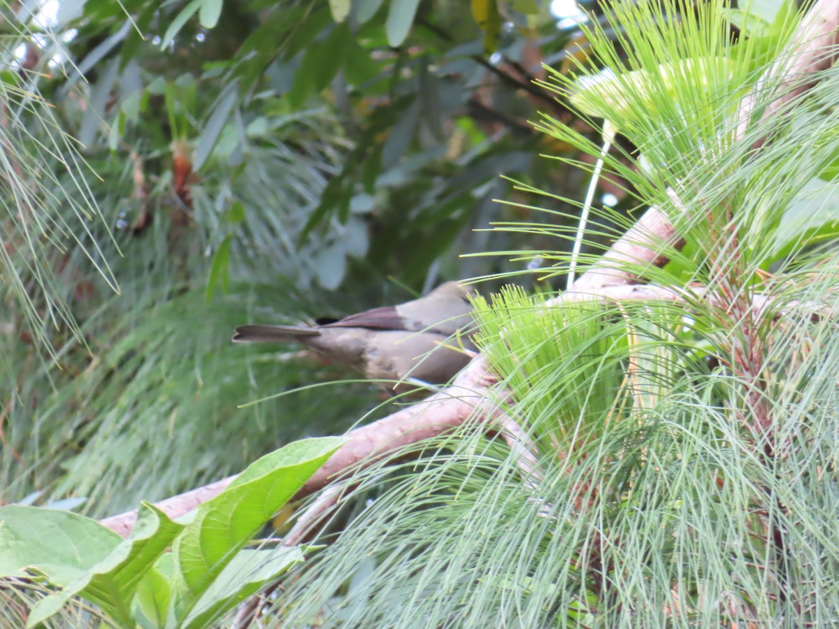 Palm Tanager - ML646818293