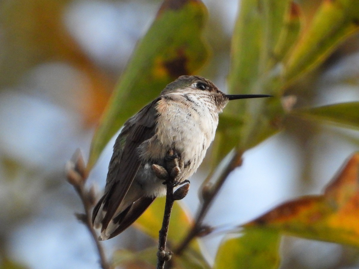 Calliope Hummingbird - ML646818295
